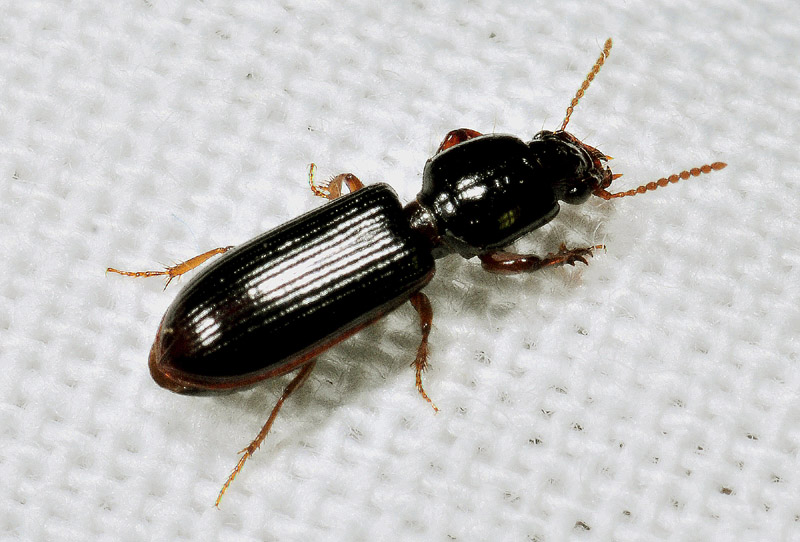 Carabidae: Clivina sp.